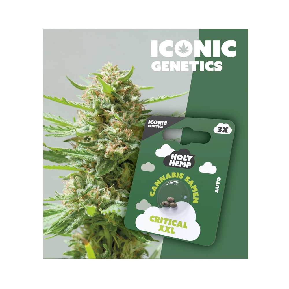 Holy Hemp Cannabis Samen Autoflowering - Critical XXL - Iconic Genetics