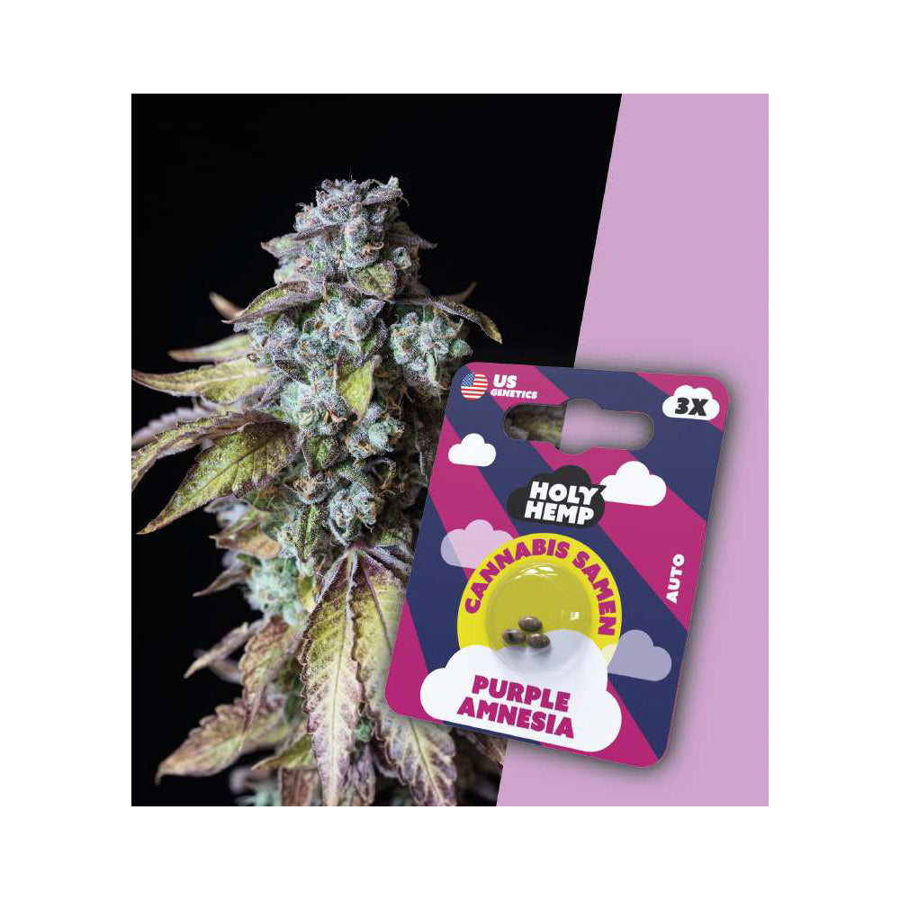 Holy Hemp Cannabis Samen Autoflowering - Purple Amnesia - US Genetics