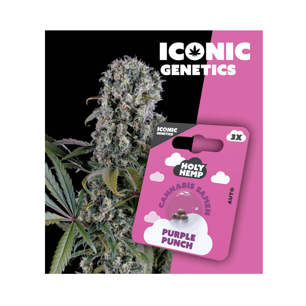 Holy Hemp Cannabis Samen Autoflowering - Purple Punch - Iconic Genetics