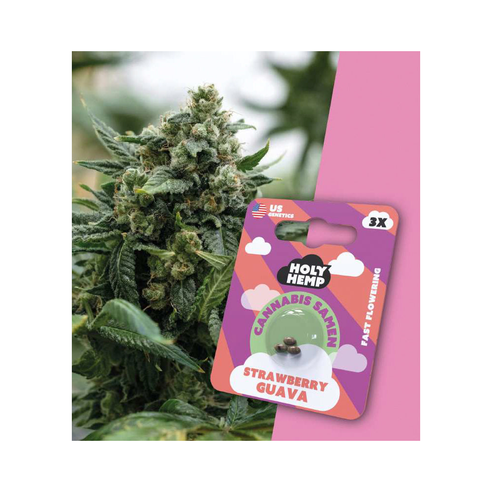 Holy Hemp Cannabis Samen Fast Flowering - Strawberry Guava - US Genetics