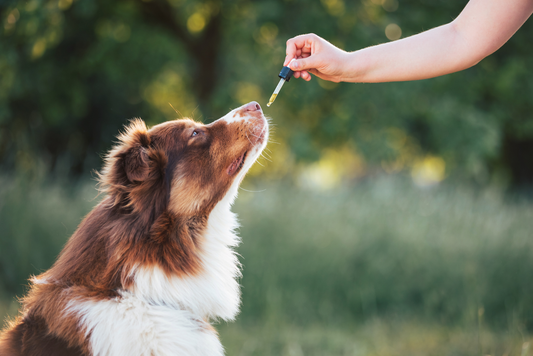 CBD für Tiere – Sanfte Unterstützung für unsere tierischen Begleiter