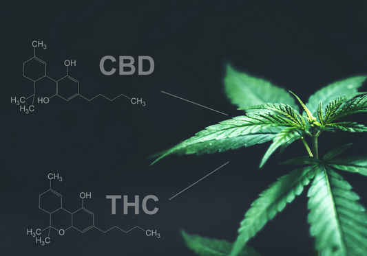 CBD vs. THC – Wo liegt der Unterschied?