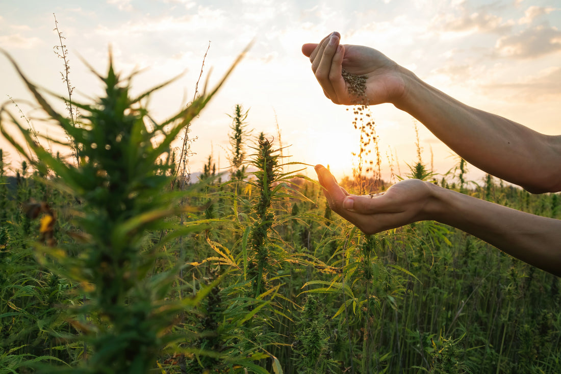 Wie funktioniert CBD? – Sanfte Unterstützung für dein Wohlbefinden