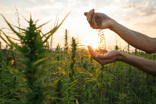 Wie funktioniert CBD? – Sanfte Unterstützung für dein Wohlbefinden