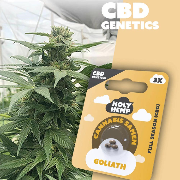 Cannabis Samen