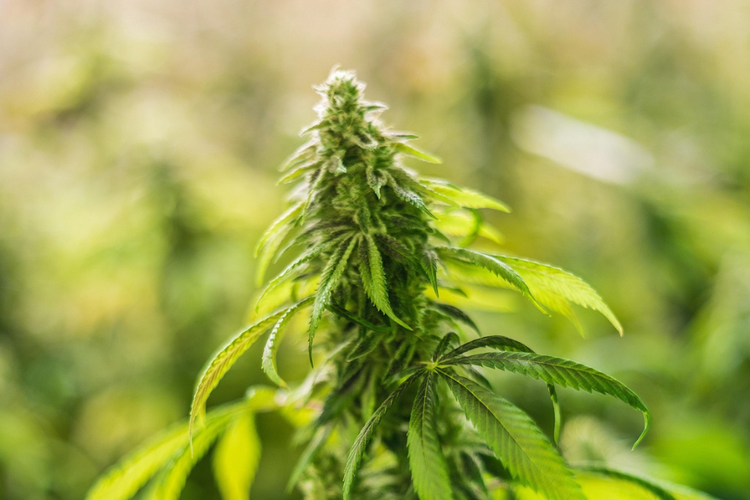 CBD Blüten