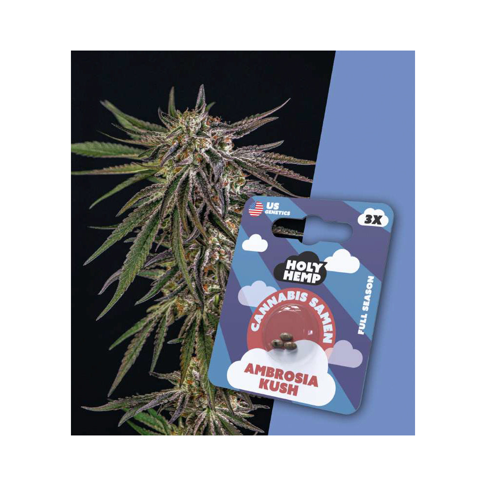 Holy Hemp Cannabis Samen Full Season - Ambrosia Kush - US Genetics
