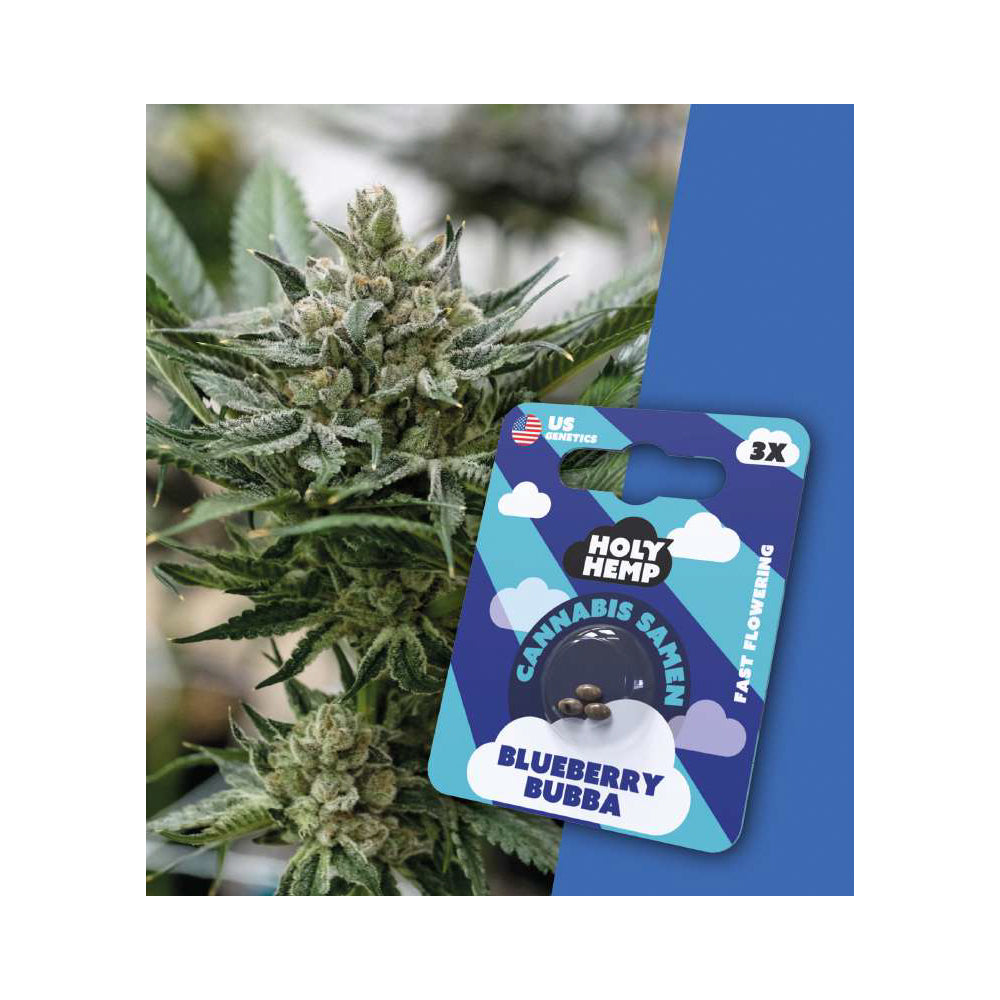 Holy Hemp Cannabis Samen Fast Flowering - Blueberry Bubba - US Genetics