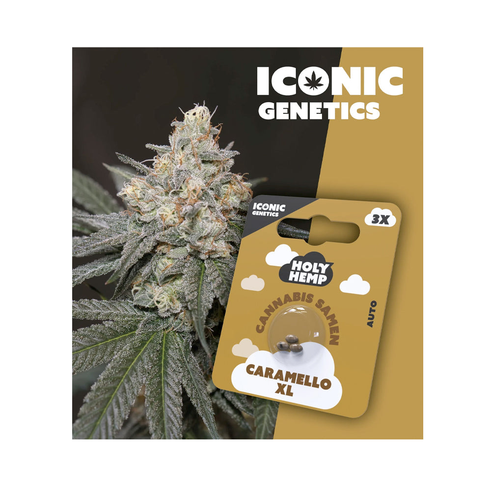 Holy Hemp Cannabis Samen Autoflowering - Caramello XL - Iconic Genetics