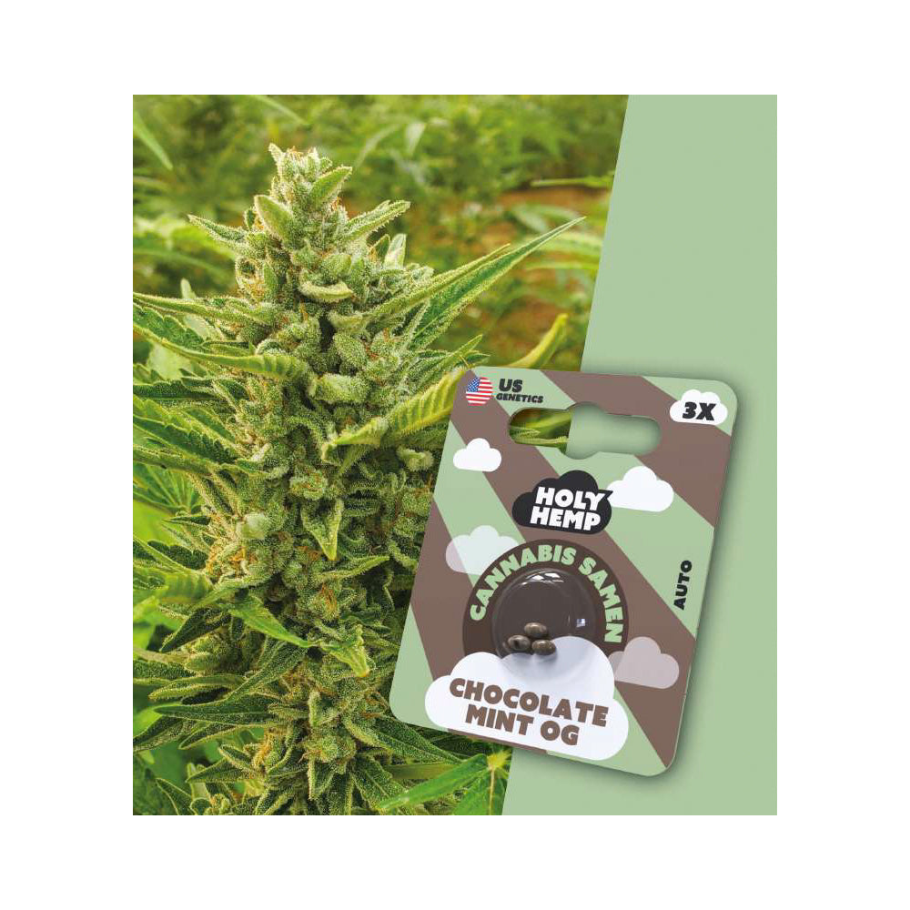 Holy Hemp Cannabis Samen Autoflowering - Chocolate Mint OG - US Genetics