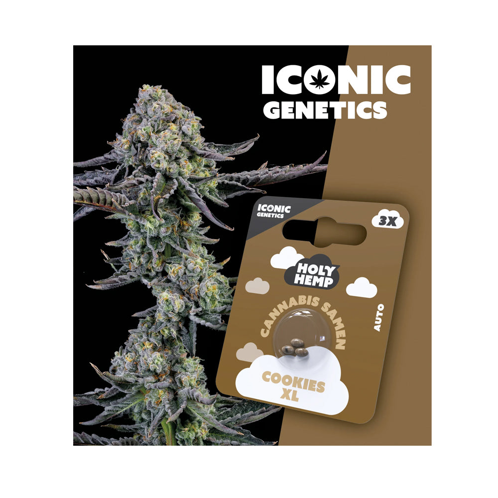 Holy Hemp Cannabis Samen Autoflowering - Cookies XL - Iconic Genetics