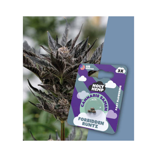 Holy Hemp Cannabis Samen Fast Flowering - Forbidden Runtz - US Genetics
