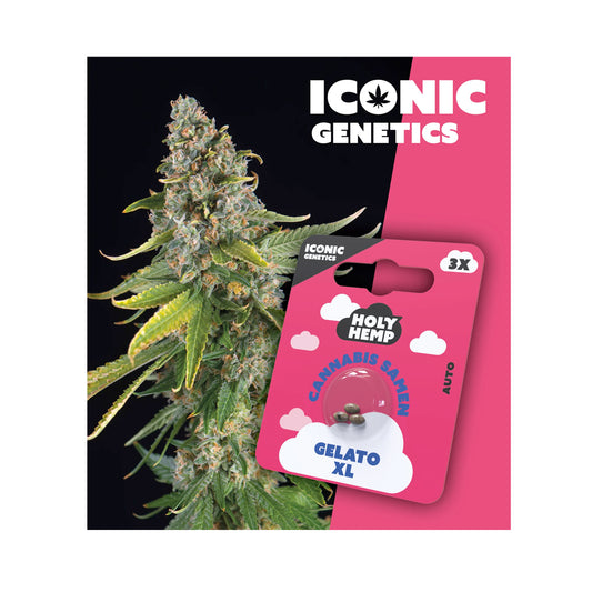 Holy Hemp Cannabis Samen Autoflowering - Gelato XL - Iconic Genetics