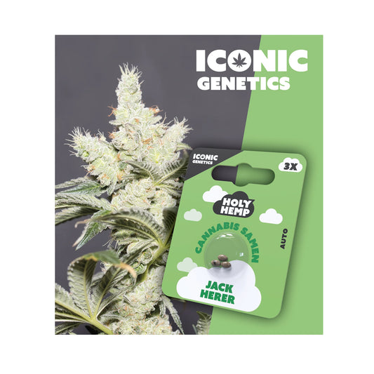 Holy Hemp Cannabis Samen Autoflowering - Jack Herer - Iconic Genetics