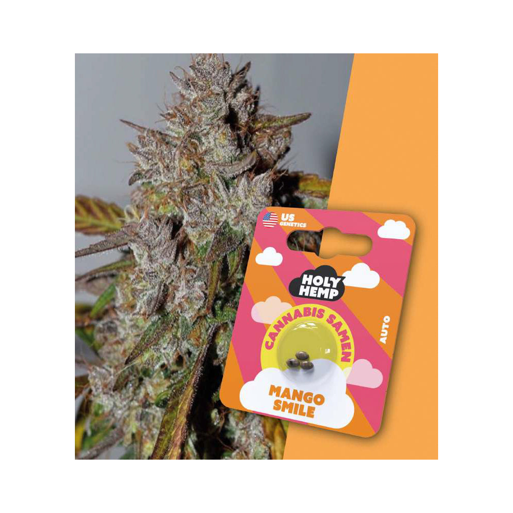 Holy Hemp Cannabis Samen Autoflowering - Mango Smile - US Genetics