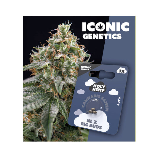 Holy Hemp Cannabis Samen Autoflowering - NL x Big Buds - Iconic Genetics