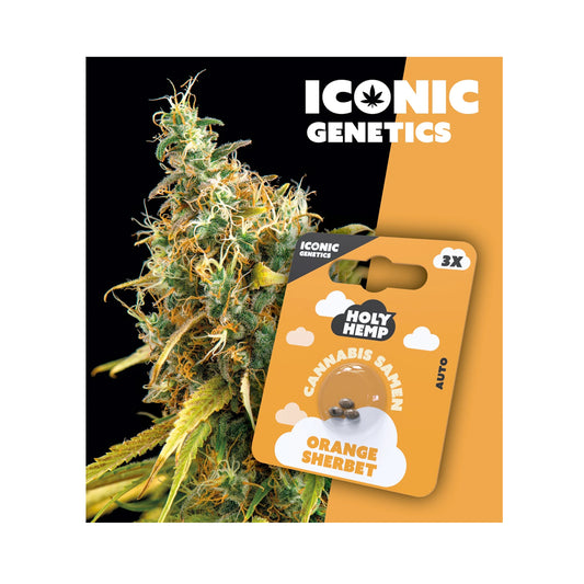 Holy Hemp Cannabis Samen Autoflowering - Orange Sherbet - Iconic Genetics