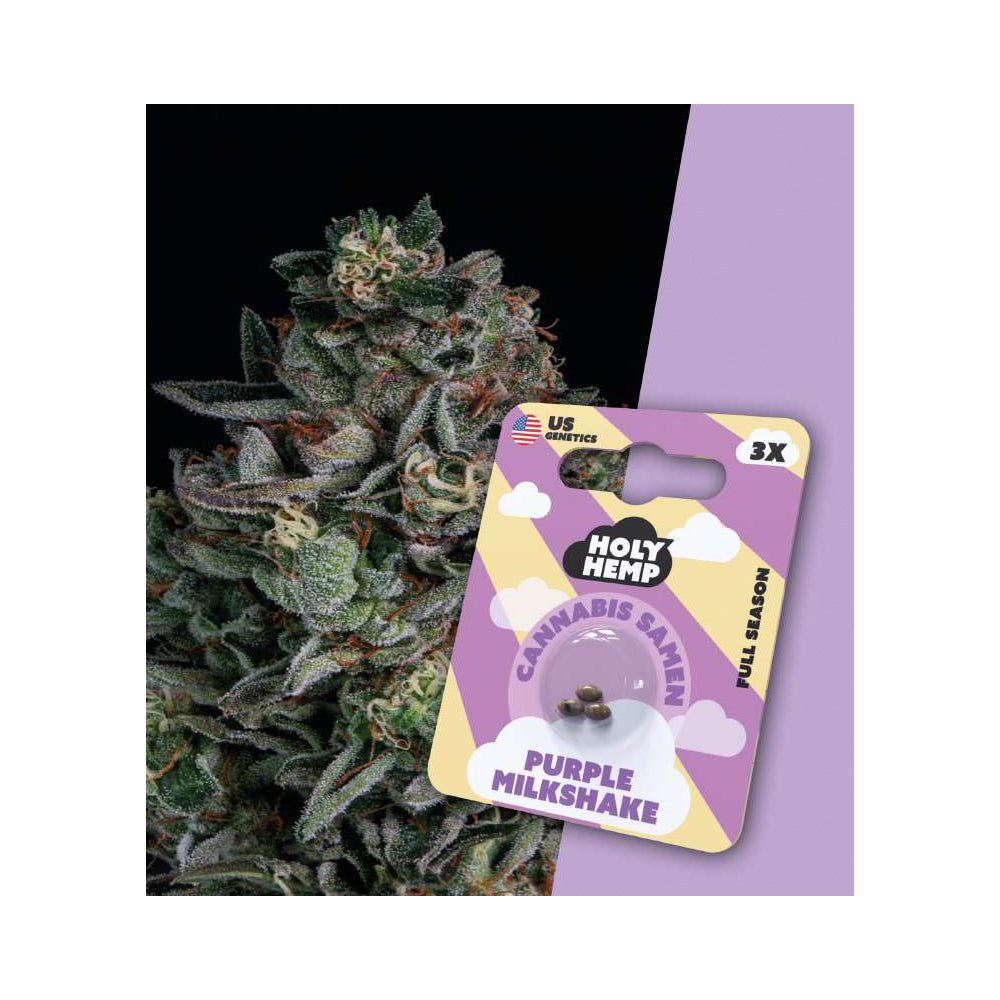 Holy Hemp Cannabis Samen Full Season - Purple Milkshake - US Genetics