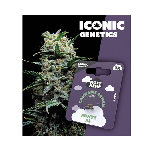 Holy Hemp Cannabis Samen Autoflowering - Runtz XL - Iconic Genetics