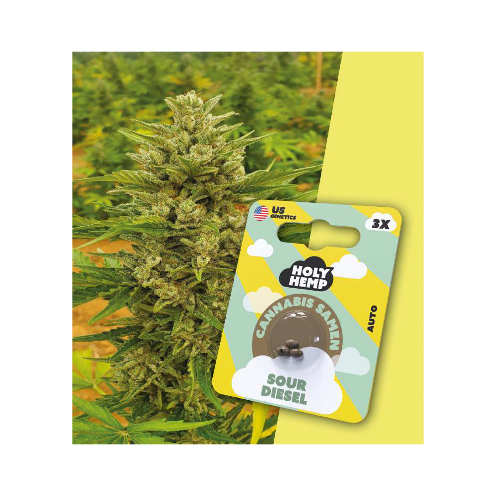 Holy Hemp Cannabis Samen Autoflowering - Sour Diesel - US Genetics