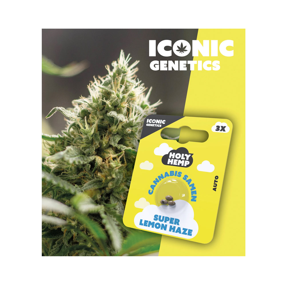 Holy Hemp Cannabis Samen Autoflowering - Super Lemon Haze - Iconic Genetics