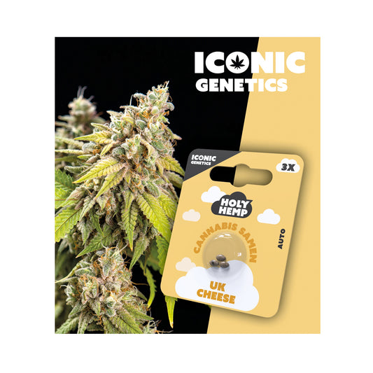 Holy Hemp Cannabis Samen Autoflowering - UK Cheese - Iconic Genetics