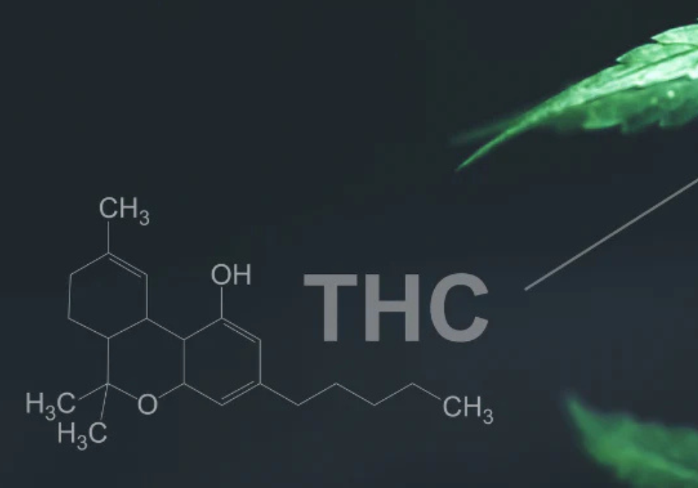 <p><strong>CBD vs. THC</strong></p>